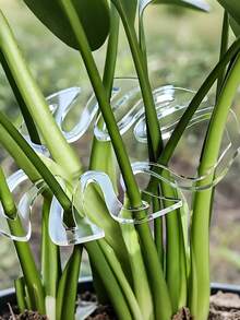 Bộ 5 giá đỡ thân cây, giá đỡ cây hình lá bằng acrylic, giá đỡ ổn định cây Dracaena Deremensis bằng acrylic, giá đỡ hình lá cho cây Dracaena Deremensis, thúc đẩy sự phát triển khỏe mạnh của cây trồng trong nhà và ngoài trời, giá đỡ cây độc đáo và trang trí, giữ cho rễ và thân cây thẳng đứng, giá đỡ leo cho cây trong nhà và ngoài trời. - Nhiều màu - Xem 6