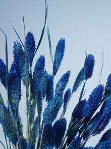 25/50/100 szt. suszonych kwiatów trawy szlachetnej, różne kolory, do dekoracji wnętrz, do wazonów, bukietów DIY, dekoracji tortów