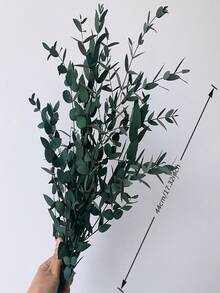 1 Bunch Natural Preserved Eucalyptus Millet Leaf Decor - Elegant Wedding Enhancer & Timeless Home Accent - Dry Flower Arrangement For Photography Props - Naturally Aromatic, Long-Lasting Beauty - Multicolor - View 3