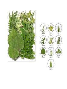 1 Bag Of Dried Green Plant Flowers, Suitable For Plant Specimens, Crafts, Collages, Photo Frames, Epoxy Resin, Phone Cases, Floral Materials, Christmas, Valentine's Day, Weddings, Home Decor, And Gifts