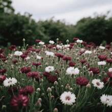100pcs Cornflower Garden Shrub Ornamental Flower Year-Round Suitable Vibrant Flower Colors Add Interest Create Garden Seasonal Highlights - 100pcs/s.e.e.d.s - View 2