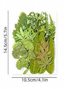 1 Bag Of Dried Green Plant Flowers, Suitable For Plant Specimens, Crafts, Collages, Photo Frames, Epoxy Resin, Phone Cases, Floral Materials, Christmas, Valentine's Day, Weddings, Home Decor, And Gifts
