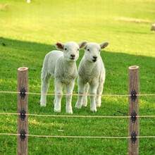 TendenciaAislador De Esquina Negro Para Cerca Eléctrica 55 PiezasCalidad premium - 1 - Ver 9