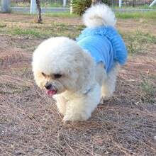 1 件优雅芭蕾薄纱裙宠物狗服装，公主裙无袖浪漫派对装，适合小型犬、猫，清凉春夏