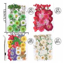 TendenciaPaquete Flores Secas Naturales Prensadas Para ManualidadesCalidad premium - 132 piezas - Ver 4