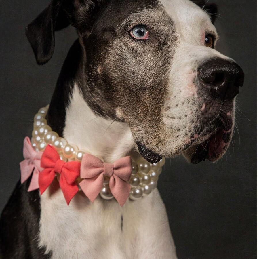 珍珠狗狗项圈项链 | 带蝴蝶结的珍珠项链 | 蝴蝶结项链 | 可爱狗狗项圈 | 宠物配饰 | 宠物用品 | 猫咪项链 - 白色 - 查看 1