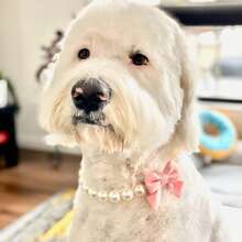 Pearl Dog Collar Necklace | Pearl Necklace With Bow | Bow Necklace | Cute Dog Collar | Pet Accessories | Pet Supplies | Cat Necklace - White - View 5