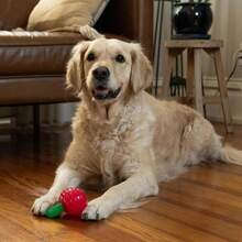 Outward Hound Gummiez Cherries Dog Toy &Amp; Treat Stuffer, 4″ X 4″ Cherry-Scent Interactive Chew For Dogs, Promote Healthy Teeth, Gums &Amp; Mental Enrichment, Reduce Boredom &Amp; Support Dental Health - ColorB - 查看 8
