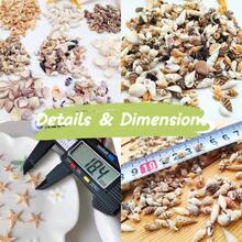 1200 PCS Tiny Sea Shells 10 Small Starfish - Mixed Ocean Beach Seashells Fish And Vase Filler, Beach Theme Party, Wedding Decor - Supplies - 最初的 - 查看 4