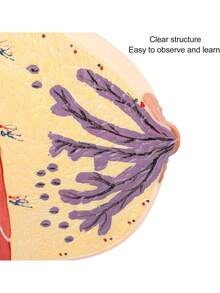 EstiloTendenciaModelo De Pecho AnatóMico Femenino Humano, Modelo De Musculatura Del Cuerpo Humano De PVC Para FormacióN Educativa MéDica, Modelo De MúSculos Y óRganos HumanosCalidad PremiumVersióN Mejorada - 1 - Ver 4
