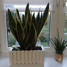 Window Box Flower Pot Planter 2 Sizes 4 Colours Rustic Slat Farm House Design Rectangle Garden Patio Decoration Pot - White - View 6