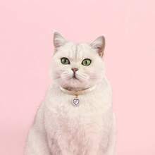 1 Stück Katzenhalsband mit Kunstperle und Zirkonia, süß, leicht, anti-würge, verstellbar, um Ihre geliebte Katze wie eine Prinzessin aussehen zu lassen - Verschiedenfarbig - Übersicht 10