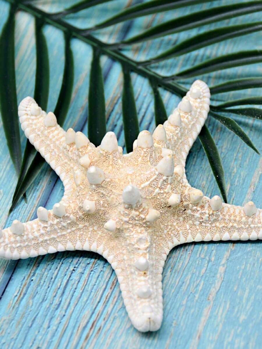 4/8/10pcs Natural Seashells, 5pcs Starfish, Mediterranean Specimen Decor, Ocean Theme Decoration, Wall Decor Series, Home Decor. All Products Are Naturally Formed, Without Artificial Processing. The Smell Is The Inherent Odor Of The Product, Which Is Unavoidable. Please Evaluate Objectively! Thank You! - Multicolor - View 1