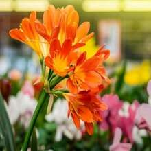 200 piezas de semillas de clivia naranja - 200 uds. - Ver 4