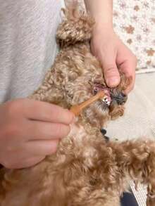 Juego de cepillo de dientes y pasta de dientes para mascotas, cuidado dental para gatos y perros pequeños, pasta de dientes con sabor a fruta, cepillo de dientes de silicona hecho de material, limpieza de salud oral para el sarro y los dientes amarillos - Multicolor - Ver 10