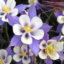 Una Planta Favorita 200 Semillas de Flor de Columbine Gigante - Planta Resistente al Frío, Colores Vibrantes Mixtos, Flor Simbólica del Coraje - Fácil de Cultivar, Atrae Abejas y Colibríes - Perfecta para Jardines y Arbustos de Cabaña - 200 uds. - Ver 3
