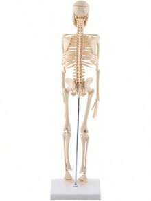 EstiloTendenciaModelo De Esqueleto Humano 45Cm, Partes Removibles, PVC No TóXico, Ideal Para MéDicos, Estudiantes, Fisioterapeutas - DecoracióN Educativa Y ProfesionalCalidad PremiumVersióN Mejorada - 1 - Ver 2