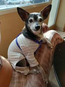 1pc Apricot Striped Pet Dog Clothes, Four-Leg Undershirt, Anti-Shedding, Casual & Cute, Comfortable, Suitable For Small Dogs & Cats, All Seasons