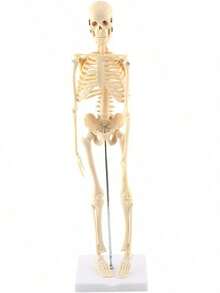 EstiloTendenciaModelo De Esqueleto Humano 45Cm, Partes Removibles, PVC No TóXico, Ideal Para MéDicos, Estudiantes, Fisioterapeutas - DecoracióN Educativa Y ProfesionalCalidad PremiumVersióN Mejorada - 1 - Ver 10
