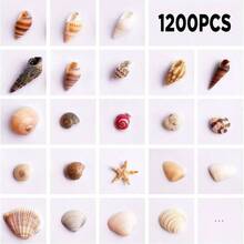 1200 PCS Tiny Sea Shells 10 Small Starfish - Mixed Ocean Beach Seashells Fish And Vase Filler, Beach Theme Party, Wedding Decor - Supplies - 最初的 - 查看 2