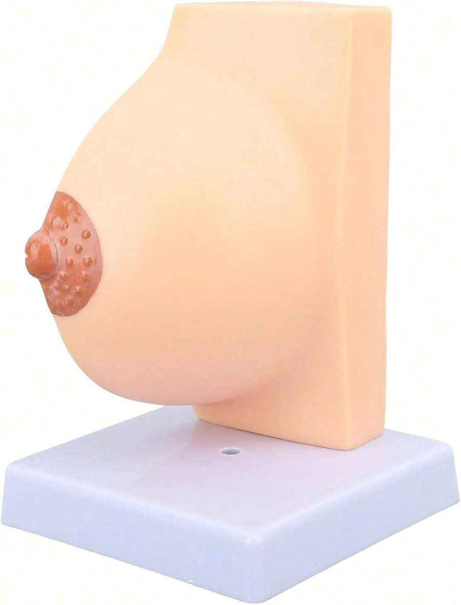 EstiloTendenciaModelo De Pecho AnatóMico Femenino Humano, Modelo De Musculatura Del Cuerpo Humano De PVC Para FormacióN Educativa MéDica, Modelo De MúSculos Y óRganos HumanosCalidad PremiumVersióN Mejorada - 1 - Ver 1