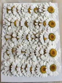 50pcs Natural Dried Daisy Flowers, Vacuum Packed, Embossed For Home Decor, Jewelry Making, Phone Case Decoration (5 Colors) - Multicolor - View 12