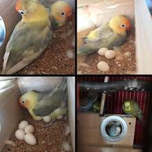 1个木制鹦鹉繁殖箱，孵化巢箱，垂直鸟巢，保温巢箱，鸟类繁殖笼，适用于玄凤鹦鹉和爱情鸟，鸟屋配件，宠物用品，透明观察窗，适用于各种鸟类和爱情鸟，宠物用品