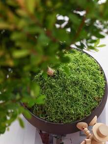 1pc 20g/50g/100g/200g/500g Artificial Moss, Suitable For Home Decor, Fake Moss Micro Landscape Arrangement, Lawn, Potted Plants - Green - View 4