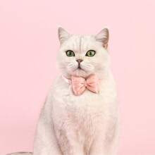 1 Stück Katzenhalsband mit Kunstperle und Zirkonia, süß, leicht, anti-würge, verstellbar, um Ihre geliebte Katze wie eine Prinzessin aussehen zu lassen - Verschiedenfarbig - Übersicht 7