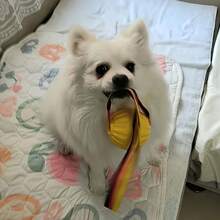 1个耐用狗狗玩具球，带绳宠物咀嚼训练球，适合小型、中型和大型犬，互动投掷玩具，防吞咽安全设计，互动狗狗训练玩具球。 - 彩色 - 查看 9