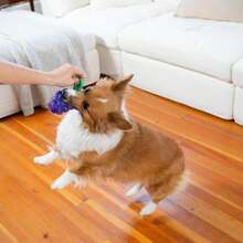 Outward Hound Dental Grapes Dog Toy &Amp; Treat Stuffer, 6″ X 3″ Grape-Scent Interactive Chew For Dogs, Helps Clean Teeth, Promote Healthy Gums &Amp; Mental Enrichment, Reduce Boredom &Amp; Support Dental Health - ColorC - 查看 7