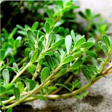 500+ Semillas de Portulaca Dorada, Portulaca Comestible, No GMO, Variedad Tradicional, Flores de Herencia Perenne Tomillo No GMO - 500 - Ver 1