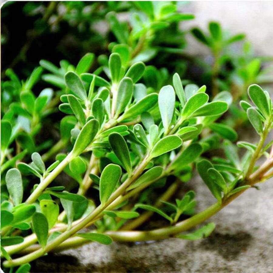 500+ Semillas de Portulaca Dorada, Portulaca Comestible, No GMO, Variedad Tradicional, Flores de Herencia Perenne Tomillo No GMO - 500 - Ver 1