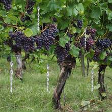 2Set (12pcs/Set)Outdoor Bird Repellent Wind Spiral Bird Scare Rod Reflective Rods Deterrent NEW - Silver - View 3