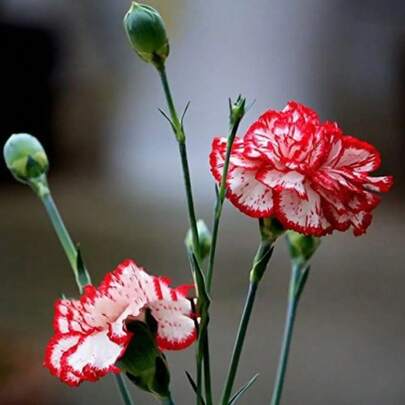 200 Semillas Kasuki Dianthus Caryophyllus Fresia Heirloom 200 Semillas