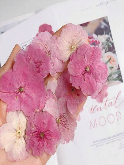 12pcs Cherry Blossom Package, Real Pressed Flower Specimen, Face Petal Makeup, Pressed Flower Decor For Table Lamp, Candle, Photo Frame, Painting, Dried Flower DIY, Floral Materials, Suitable For Christmas, Valentine's Day, Wedding, Home Decoration, Ornaments, Gifts