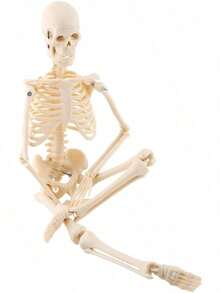 EstiloTendenciaModelo De Esqueleto Humano 45Cm, Partes Removibles, PVC No TóXico, Ideal Para MéDicos, Estudiantes, Fisioterapeutas - DecoracióN Educativa Y ProfesionalCalidad PremiumVersióN Mejorada - 1 - Ver 9