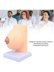 EstiloTendenciaModelo De Pecho AnatóMico Femenino Humano, Modelo De Musculatura Del Cuerpo Humano De PVC Para FormacióN Educativa MéDica, Modelo De MúSculos Y óRganos HumanosCalidad PremiumVersióN Mejorada - 1 - Ver 8