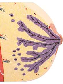 EstiloTendenciaModelo De Pecho AnatóMico Femenino Humano, Modelo De Musculatura Del Cuerpo Humano De PVC Para FormacióN Educativa MéDica, Modelo De MúSculos Y óRganos HumanosCalidad PremiumVersióN Mejorada - 1 - Ver 6