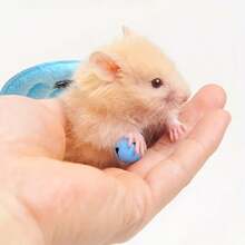 带天使翅膀的仓鼠胸背带牵引绳，豚鼠牵引绳 - 彩色 - 查看 1