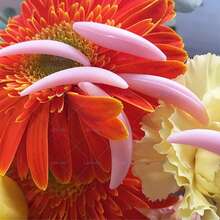 Libeauty 5对装柔软粉色硅胶下睫毛夹垫 | 可重复使用的月牙形睫毛夹垫 | 可爱粉色美妆工具，适合家庭DIY和沙龙使用 - 彩色 - 查看 11