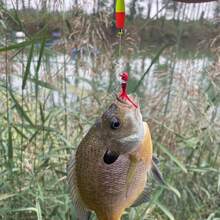 Weighted Bobbers For Fishing Floats Cigar Shape EVA Foam  Fishing Bobbers For Crappie Bluegill Panfish Trout Catfish Bass 10 Packs - 2英吋 - 查看 5