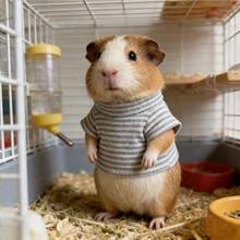 1pc Small Pet Clothes, Hamster Hoodie Sweatshirt, Cute Guinea Pig Striped Sweatshirt - Warm Pet Apparel Suitable For Dwarf Hamster, Mouse, Gerbil And Other Small Animals (Within 17cm) - Multicolor - View 6