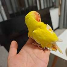 Bird Diaper, Printed Clothing, Defecation Medication, Adjustable Hook And Loop Flysuit, Parrot Costume