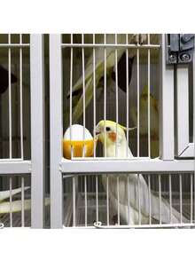 Bird Fruit Fork, Pet Bird Cage Fruit Fork, Bird Feeding Fork, Bird Cage Fork, Parrot Pet Supplies, Bird Supplies, Durable Bird Feeding Accessories, Parrot Feeding Station, Parrot Food Accessories With Hanging Feeder And Easy To Clean, Bird Feeding Fork Set, Suitable For Birdhouse And Various Birds - Multicolor - View 7