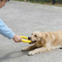 This Is A Circular Interactive Toy That Can Be Used As A Dog Toy As Well As A Chew Toy For Them. - Yellow - View 4