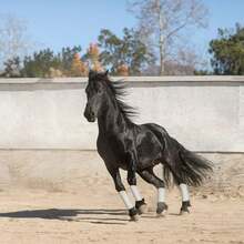 HISEA Horse Leg Protection, Horse Gear, Anti-Collision Protection Straps, Diving Cloth, Horse Racing Equipment, Horse Leg Care, Equestrian Bandage Equipment