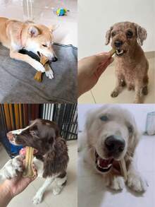 这套玩具包含天然耐咬玩具，是养狗人士和爱狗人士的必备之选。这些玩具耐啃咬，有助于清洁牙齿，促进口腔健康发育。 - 彩色 - 查看 7