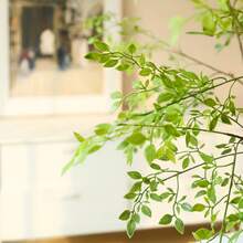 1株人造卫矛植物，人造植物茎，人造植物枝条带叶，花瓶填充物，婚礼绿植装饰 - 綠色 - 查看 10
