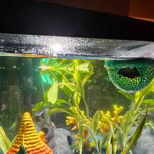 Floating Betta Fish Hammock Rest Bed, Plastic Mesh Lounger, Near-Surface Sleeping Spot For Betta, Guppy, Shrimp & Small Aquarium Fish - B - View 7